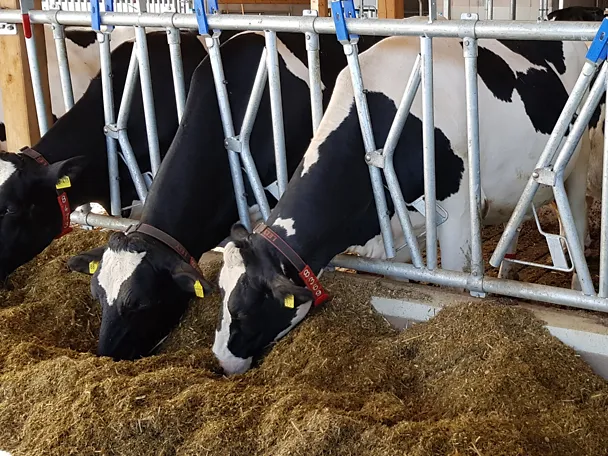 Fressende Milchkühe Fressende Milchkühe