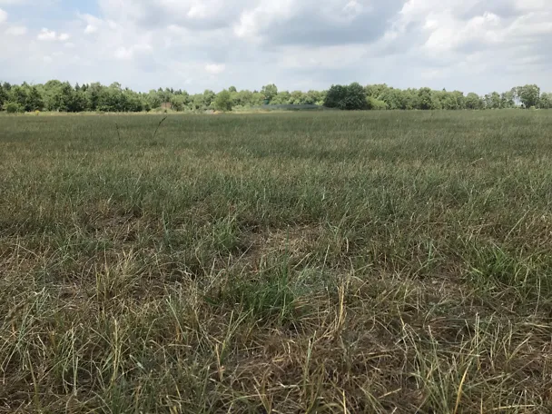 Trockenes Feld Trockenes Feld