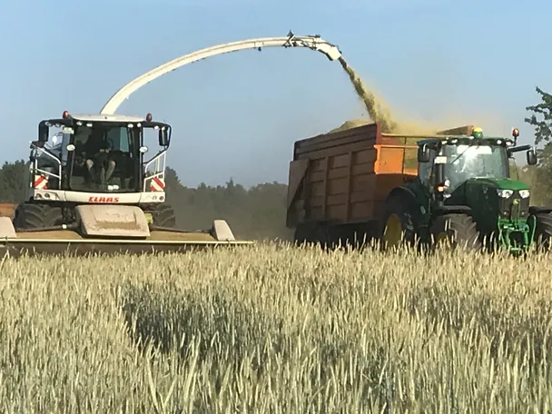 Roggenernte auf Gut Hülsenberg Roggenernte auf Gut Hülsenberg