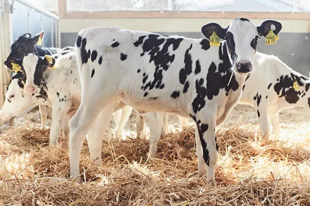 Kälber auf Gut Hülsenberg Kälber auf Gut Hülsenberg