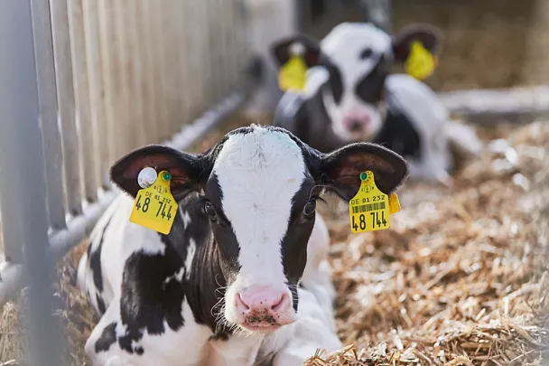 Kälber ruhen sich im Stroh aus Kälber ruhen sich im Stroh aus