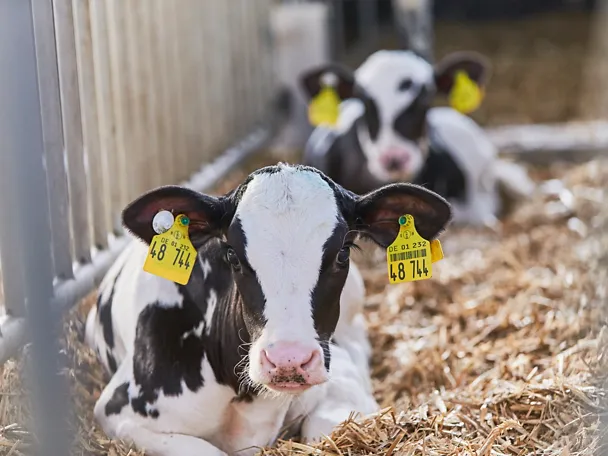 Kälber ruhen sich im Stroh aus Kälber ruhen sich im Stroh aus