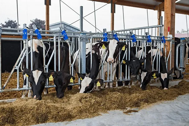 Kälber auf Gut Hülsenberg Kälber auf Gut Hülsenberg