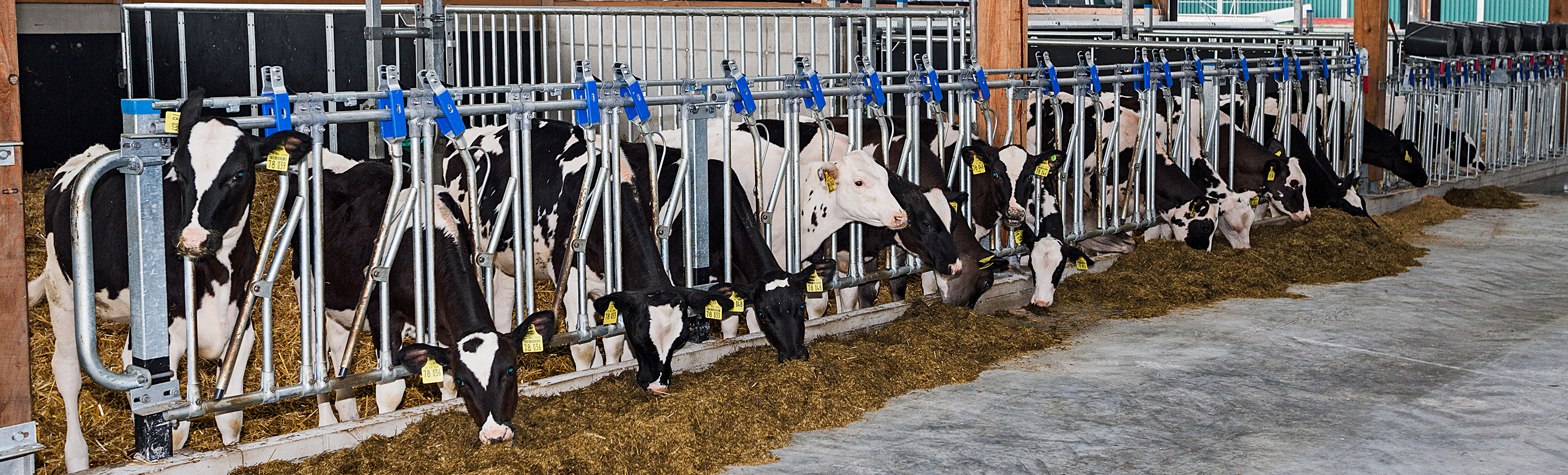 Der Kälberstall auf Gut Hülsenberg Der Kälberstall auf Gut Hülsenberg