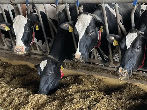 Kühe am Futtertisch Kühe am Futtertisch