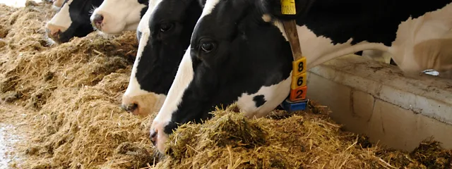 Kühe am Futtertisch Kühe am Futtertisch