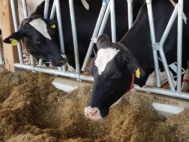 Kühe fressen Silage Kühe fressen Silage
