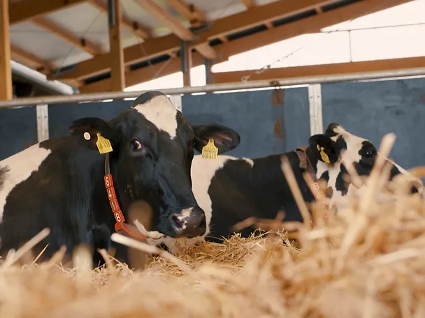 de_gh_trocksensteher de_gh_trocksensteher