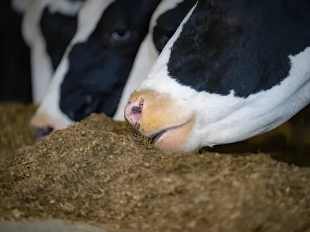 Nahaufnahme einer Kuh beim fressen Nahaufnahme einer Kuh beim fressen